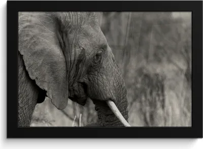 Produktbild von MuchoWow® MuchoWow® Gerahmtes Poster Elefant - Tiere - Schwarz - Weiß 30x20 cm - Poster mit zchwarzem Bilderrahmen - Kunstdruck - Bild-Poster