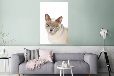Produktbild von MuchoWow® Poster Weiße burmesische Katze mit gelben Augen 120x180 cm - Kunstposter