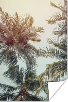 Produktbild von MuchoWow® Poster Palme - Sommer - Tropisch 120x180 cm - Kunstposter
