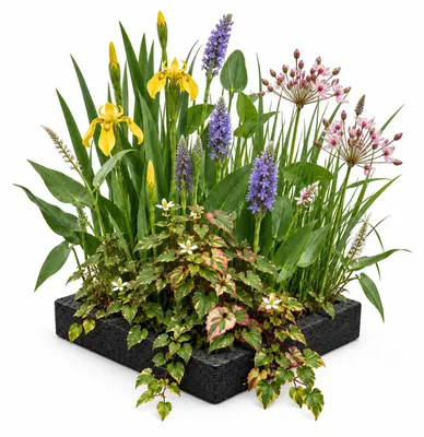 Produktbild von Schwimmende Pflanzinsel – 25 x 25 cm – Für Teichpflanzen – Gelbe Seerosen und Wasserpest