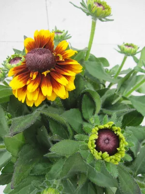 Produktbild von Rudbeckia hirta - Sunbeckia Kissing Smiley - Sonnenhut Kissing Smiley