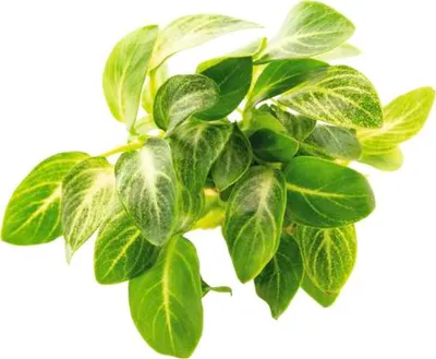 Obrázek produktu pro Vodní rostlina Anubias barteri var. nana 'Stardust'