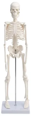 Skelettmodell 45 cm, weiß, Anatomie-Modell, Dekoration, Geschenk