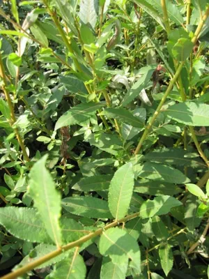Produktbild von Grauweide - Aschweide - Salix cinerea 60 - 100