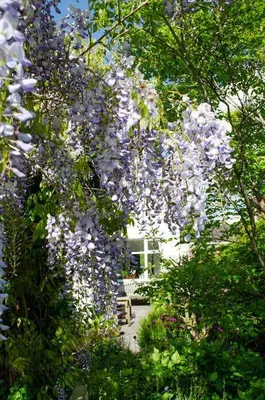 Zdjęcie produktu dla Chinska wisteria - Wisteria sinensis 'Caroline' - 2 sadzonki - srednica 15cm