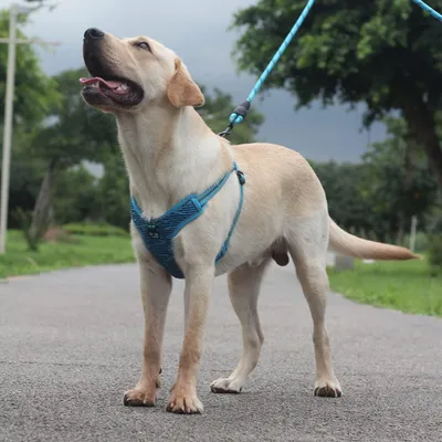 Produktbild von Hundegeschirr für mittelgroße kleine Hunde, Welpen, Haustiere, Anti-Ziehgeschirr, Kein Zug-Sicherheitsgeschirr, Reflektierendes Brustgeschirr, Hundegeschirr, Weich, Verstellbar (S, Blau)