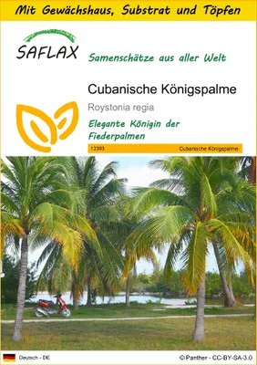 Produktbild von SAFLAX Anzucht Set - Cubanische Königspalme - Roystonia regia - 8 Samen - Mit Mini-Gewächshaus, Anzuchtsubstrat und 2 Töpfen