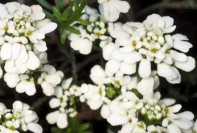 Zdjęcie produktu dla 6 x Iberis semp. 'Zwergschneeflocke' - Kwiat wstążkowy - doniczka 9 x 9 cm