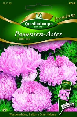 Produktbild von Paeonien-Astern Turm rosa von Quedlinburger Saatgut | Asternsamen von Quedlinburger