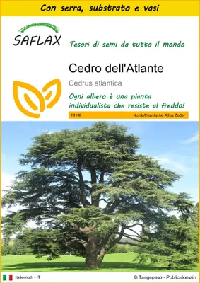 Immagine prodotto di SAFLAX Insieme di coltivazione - Cedro dell'Atlante - 20 semi - Cedrus