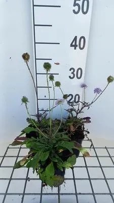 Produktbild von 6 x Scabiosa col. 'Nana' - Skabiose - Topf 9 x 9 cm