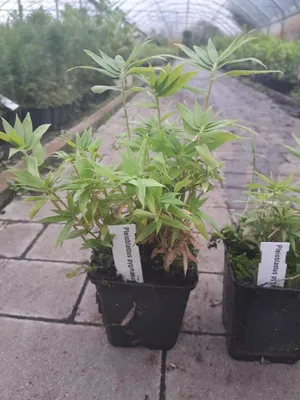 Two potted plants with labels are displayed on a paved surface, likely in a nursery or garden center. The background shows more plants and a greenhouse structure.