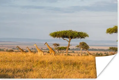 Produktbild von MuchoWow® Poster Giraffen in Kenia 90x60 cm - Schlafzimmer