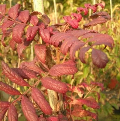 Produktbild von Speierling - Sporapfel - Sorbus domestica - essbare Früchte - 60-100cm