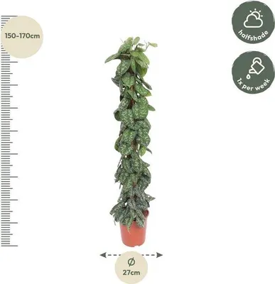 Produktbild von Famanu Zimmerpflanze Scindapsus Pictus Trebie - 160 cm - ø27