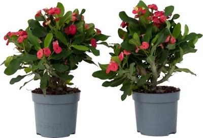 Zdjęcie produktu dla Wilczomlecz okazały - 2 szt - Euphorbia 'Milii' - Wysokość 25-35cm - ⌀13cm