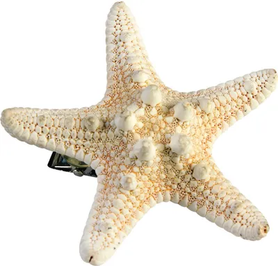 Produktbild von Meerjungfrau Seestern Haarspange Kostüm Accessoire