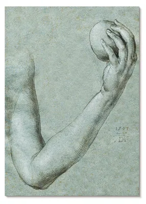 Zdjęcie produktu dla PLAKAT – 59 x 84 cm (A1) – Albrecht Dürer – „Ramię Ewy” (1507) autorstwa Albrechta Dürera – dekoracja ścienna do salonu, sypialni i przedpokoju, nowoczesny plakat, bez ramy