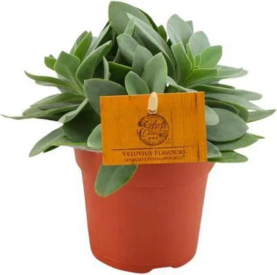 Zdjęcie produktu dla Senecio Cephalophorus - rdest rubinowy - sukulentowa roslina doniczkowa