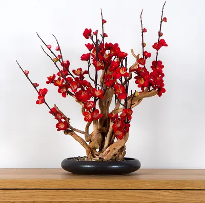 Obrázek produktu pro Pokojová dekorativní bonsai - Red plum (PN-38)