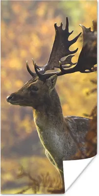 Produktbild von MuchoWow® Poster Hirsche - Geweihe - Herbst 60x120 cm - Wandschmuck
