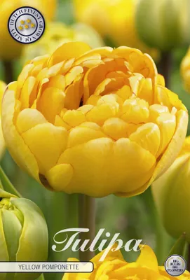Artikelbild 2 von 'Tulpe Yellow Pomponette (7 Stück)' aus der Kategorie Tulpenzwiebeln