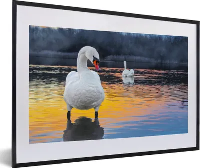 Produktbild von MuchoWow® Gerahmtes Poster Schwan - Vogel - Sonnenuntergang - Wasser 60x40 cm - Poster mit Schwarzem Bilderrahmen Wandposter Rahmen Foto Bilder - Schlafzimmer - Plakat in Rahmen - Drucken