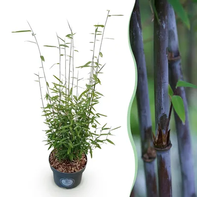 Image de Green boutiQ - Grassen - Fargesia nitida Black Dragon - Niet Woekerende Bamboe - Bladhoudend - Groen - 1 Plant - Pot 23 cm - Hoogte 80 cm