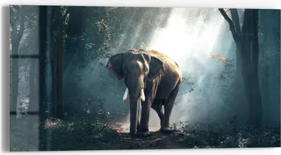 Produktbild von DEQORI Glasbild Echtglas 60x30 cm 'Elefant im Wald' Wandbild Bild modern Deko