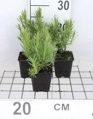 Image de 6 x Lavandula stoech. 'Pedunculata' (papillon) - Lavande - pot 9 x 9 cm