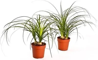 Two potted plants with long, thin leaves and bulbous bases.