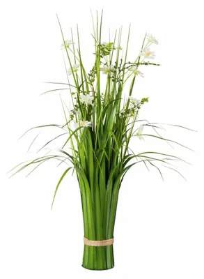 Immagine prodotto di Pianta erbacea non identificata, con fiori bianchi, altezza 67 cm