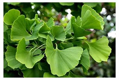 Produktbild von Ginkgo biloba Fächerbaum - 10 Samen