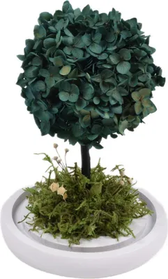 Produktbild von Natürlicher Glücksbaum - Hortensie + Geschenkbox