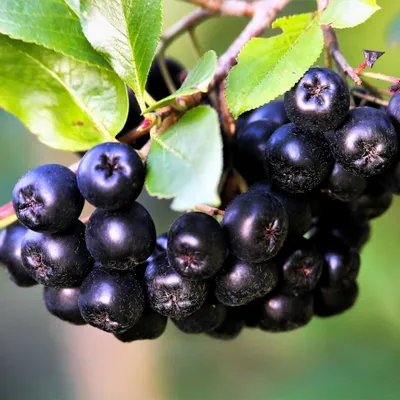 A close-up view of a cluster of dark berries on a branch with green leaves.