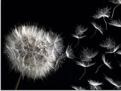 Produktbild von ARTland Glasbild Pusteblume Größe: 80x60 cm