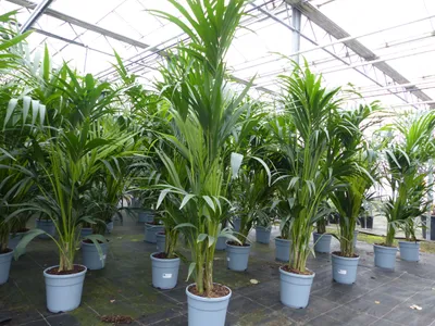 Produktbild von Kentia Premium Palme 160 - 180 cm | bis 10 Pflanzen im Topf | Howea forsteriana Zimmerpflanze Büropflanze
