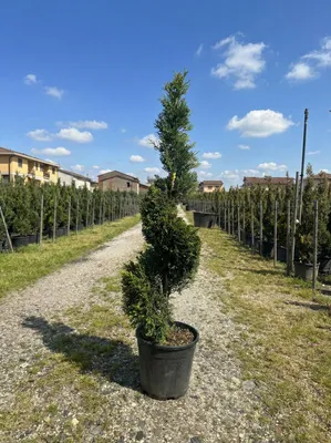 Produktbild von Cupressocyparis Leylandii Gold Rider Spiral – 150 cm – 18 L – Winterhart