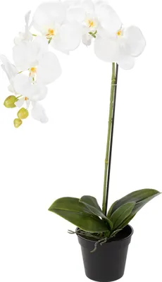 Produktbild von Künstliche Orchidee Dekoration für Wohn- und Arbeitsräume
