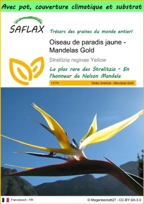 Image de SAFLAX Garden to go - Oiseau de paradis jaune - Mandelas Gold - 4 graines - Strelitzia