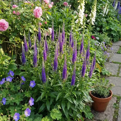 Produktbild von Veronica spicata Blühstaude, 6er-Set, 20 cm hoch, Topfgröße P9, winterhart