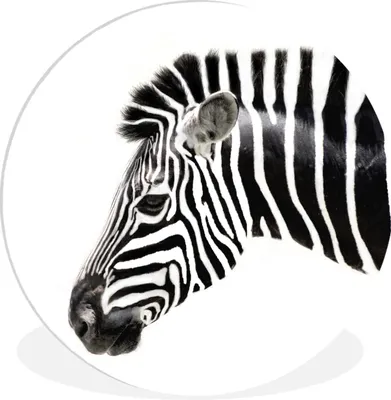 Produktbild von MuchoWow® Rundes Wandbild - Runde Bilder Zebra - Tiere - Weiß Ø 30 cm Kreis Wanddekoration Kunststoff - Wandkreis - Wandschmuck - Schlafzimmer - Bilder - Der Kreis - Kunst für die Wohnung - Plastik - Kunstdruck - Wandbild