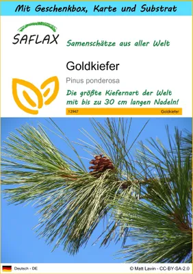 Produktbild von SAFLAX - Geschenk Set - Goldkiefer - 20 Samen - Mit Geschenk- / Versandbox, Versandaufkleber, Geschenkkarte und Anzuchtsubstrat - Pinus ponderosa