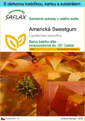 Obrázek produktu pro SAFLAX Dárková sada - Americká Sweetgum - Liquidamber styraciflua - 100 Semena - S dárkovou krabičkou, přepravním štítkem, dárkovou kartou a pěstebním médiem