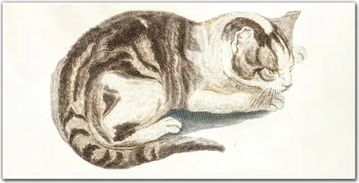 Produktbild von Coloray Bild aus Leinwand 100x50 Leinwand Dekoration - Haustier Katze