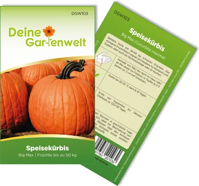 Produktbild von Speisekürbis Big Max Samen - Cucurbita maxima - Speisekürbissamen - Gemüsesamen - Saatgut für 5 Pflanzen