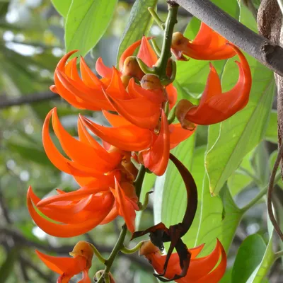 Image de Fleur de jade rouge (Mucuna bennettii) - 1 graine