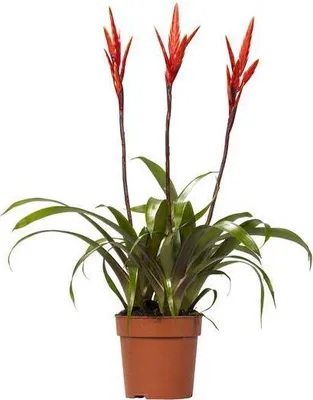 Zdjęcie produktu dla Bromelia Vriesea Elan, srednica 12cm, wysokosc 55cm, latwa w pielegnacji