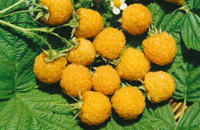 Produktbild von Rubus idaeus 'Fallgold', Himbeere, gelbfruchtig, 40–60 cm
