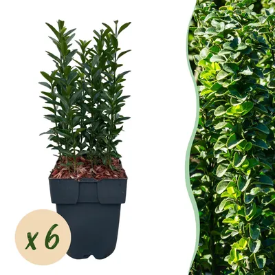 Image de Green boutiQ - Plantes de haie - Euonymus japonica Green Spire - feuillage vert - 6 plants - 1 mètre linéaire - à feuillage persistant - pot de 17 cm, hauteur 40 cm